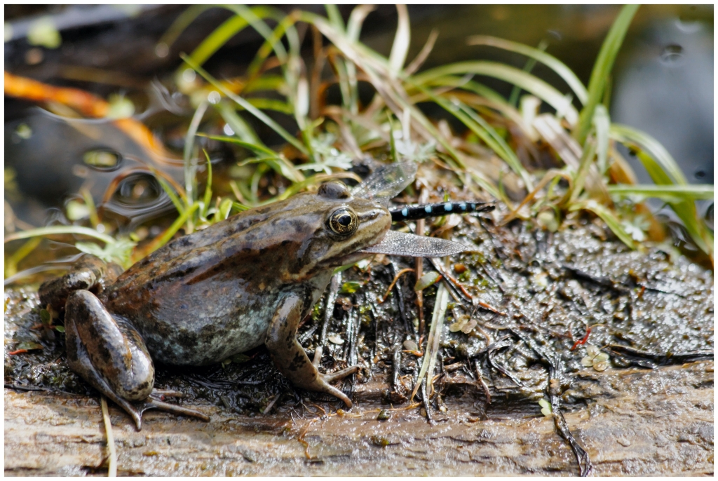 10 - Mont Revelstoke NP (12).jpg